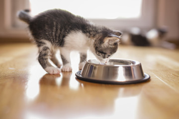 Baby cat licking milk