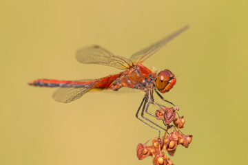 The yellow-winged darter (Sympetrum flaveolum) is a dragonfly Family Libellulidae. 