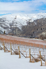 vineyard in winter