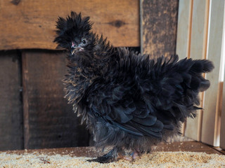 Unusual chickens with curly plumage. Portrait of a hen
