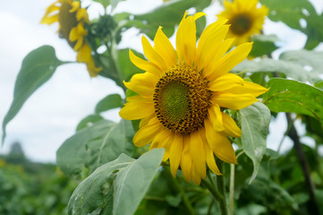 sunflower in the field