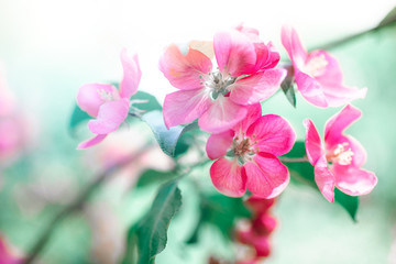 Blooming pink apple tree branches in spring