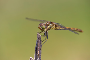 The vagrant darter (Sympetrum vulgatum) is a European dragonfly. 