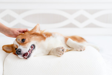 Cute corgi dog laying on the bed in stylish sleeping mask, showing toungue. Concept healthy sleep