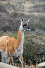 Guanaco eating in Torres del Paine