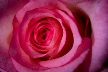 Fototapeta na wymiar Close-up of pink rose head and petals