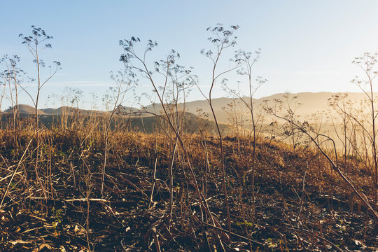 Point Reyes National Seashore, California,Hillside of wild fennel at dawn, Drakes Estero is distance, Point Reyes National Seashore, California