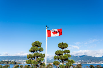 Flag of Canada flying and waving against a blue sky.