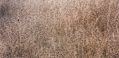 Frosty meadow of wildflowers and grasses in fall,Ashland