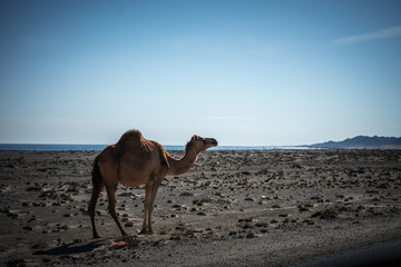Camel on a beach in Masirah Island, Oman