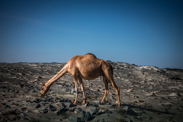 Camel looking for food in Masirah Island, Oman