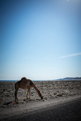 Camel looking for food in Masirah Island, Oman