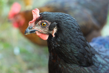 chicken black hen outside agriculture farming bird