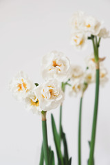 Beautiful fresh narcissus flowers in bloom against white background, close up.