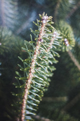 close up of a green spruce in the rain raindrops