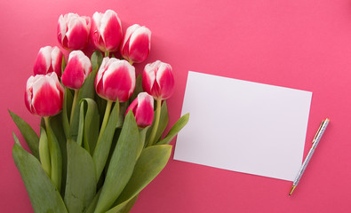 Pink tulips on the pink background. Copy space.