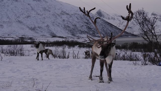 Reindeer with large antlers, Arctic, Norway