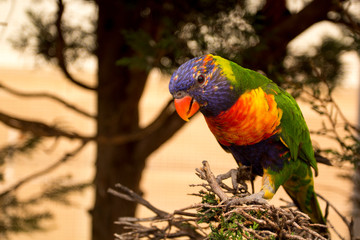 Australian parrot rainbow lorikeet Trichoglossus haematodus