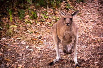 Naklejka na ściany i meble Australian kangaroo in the wild