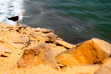 seagull on rock