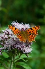 Comma butterfly, Polygonia c-album, West Sussex, England, UK