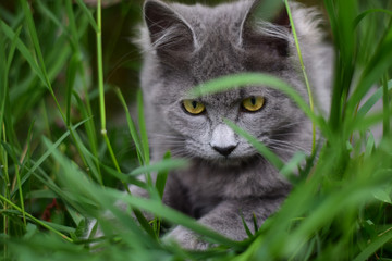cat in grass