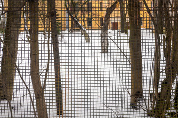 Snow through from the lattice of fences