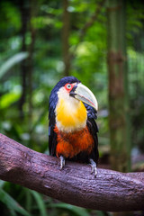 Green-billed toucan or Red-breasted toucan, Bird Park, Foz do Iguacu, Brazil