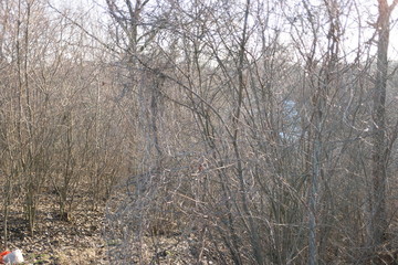  bare brown trees in a forest in winter without snow in the sun