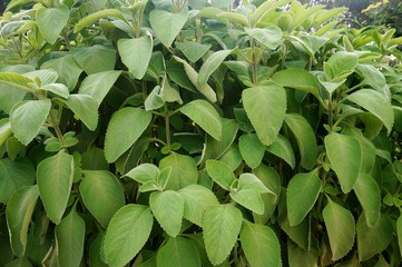 Boldus tree with many leaves
