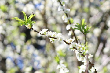 natureza