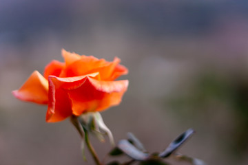 Orange rose on blurred background.