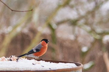 A bright bullfinch sits on the rim of an iron barrel . Blurred natural background.