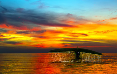 Humpback whale light sunset diving