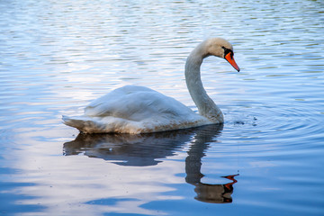 Solitary swan floating on the lake surface