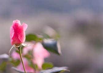 pink flower on background of blue sky
