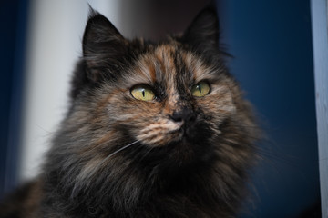 Portrait of a Long haired Tortoiseshell Cat sitting in the sun