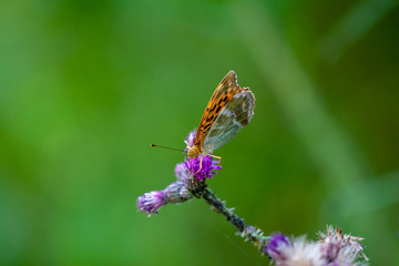 Small orange butterfly sitting on a blooming thistle flower with a beautifully blurred green background