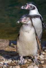 Two little penguins coming out of a pond