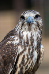 A small bird of prey with a gray-blue beak and a sharp look