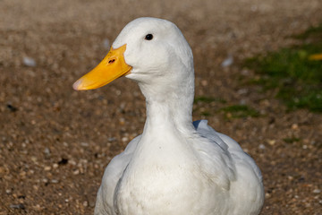 Portrait of a white pekin duck