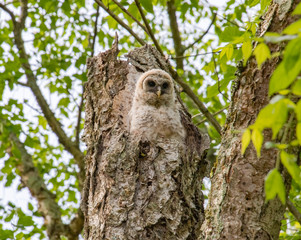 Barred Owlet at nesting site in Roswell Georgia.