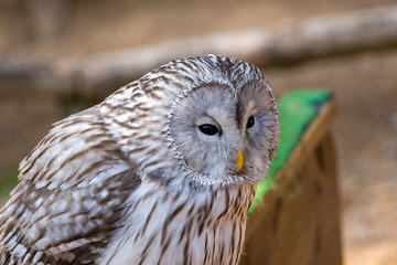 Nice big owl with yellow beak and brown-white feathers