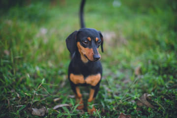 cachorrinho