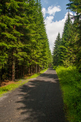 Fototapeta na wymiar Straight asphalt forest road lined with mature green spruces on a bright sunny day