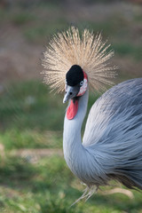 Close-up of the head of a big bird with plume of feathers and red volet