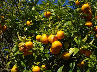 NARANJAS MADURAS EN EL &Aacute;RBOL