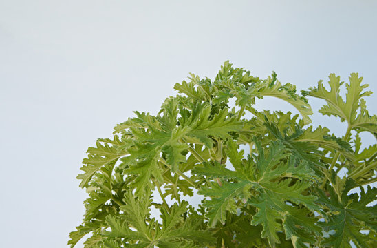 Citrosa geranium commonly known as mosquito plant Pelargonium citrosum