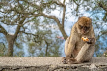 the monkey eats the pastry from the tourist