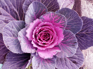 Cabbage Flower. Purple Cauliflower. Brassica Oleracea. Violet Cabbage vegetables vegetarian and...